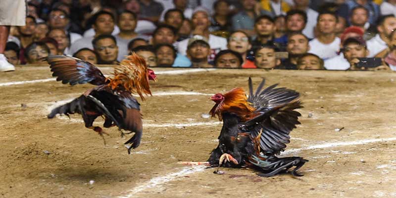 Đá Gà Cựa Sắt 77Bet - Đặt Cược Nhanh, Trúng Thưởng Lớn 2 Giới thiệu về đá gà cựa sắt