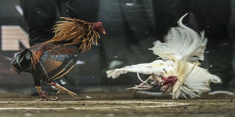 Đá Gà Cựa Sắt 77Bet - Đặt Cược Nhanh, Trúng Thưởng Lớn 4 Những yếu tố tác động đến cuộc chiến