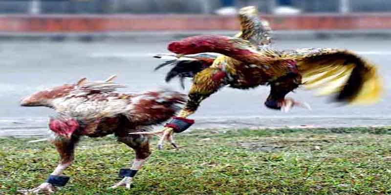 Thần Kê Chinh Phục Mọi Đấu Trường Đá Gà Tại 77Bet 3 Bí quyết nuôi thần kê cực đỉnh