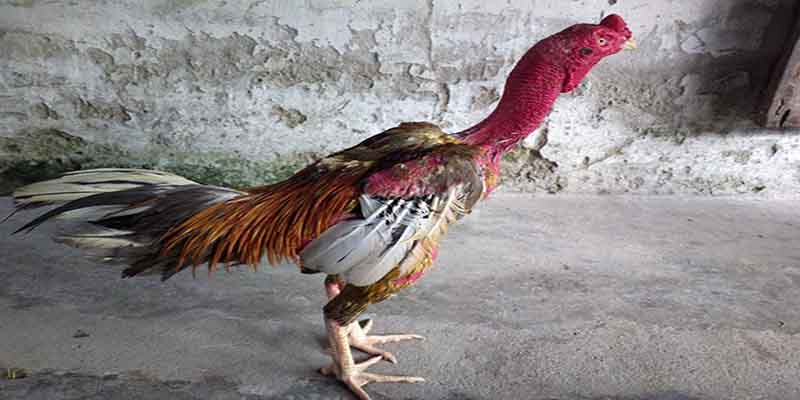 Thần Kê Chinh Phục Mọi Đấu Trường Đá Gà Tại 77Bet 2 Giới thiệu về thần kê cho những ai chưa biết