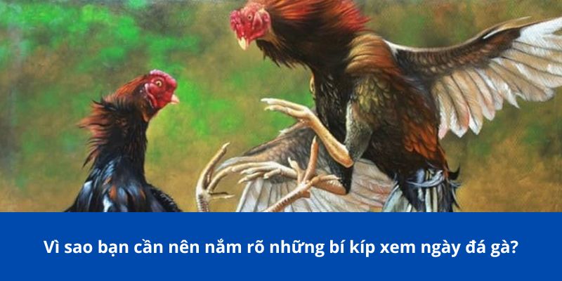 Bí Kíp Xem Ngày Đá Gà 77Bet: Hướng Dẫn Chọn Ngày Đá Gà Tốt Nhất 2 Vì sao bạn cần nên nắm rõ những bí kíp xem ngày đá gà?