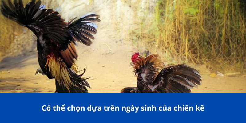 Bí Kíp Xem Ngày Đá Gà 77Bet: Hướng Dẫn Chọn Ngày Đá Gà Tốt Nhất 3 Có thể chọn dựa trên ngày sinh của chiến kê