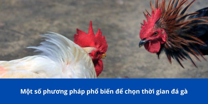 Bí Kíp Xem Ngày Đá Gà 77Bet: Hướng Dẫn Chọn Ngày Đá Gà Tốt Nhất 4 Một số phương pháp phổ biến để chọn thời gian đá gà