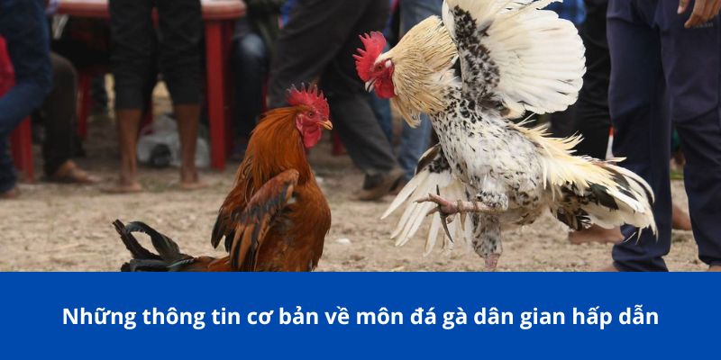Các Thuật Ngữ Đá Gà Mà Người Chơi Cá Cược 77Bet Cần Biết 2 Những thông tin cơ bản về môn đá gà dân gian hấp dẫn