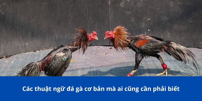 Các Thuật Ngữ Đá Gà Mà Người Chơi Cá Cược 77Bet Cần Biết 3 Các thuật ngữ đá gà cơ bản mà ai cũng cần phải biết
