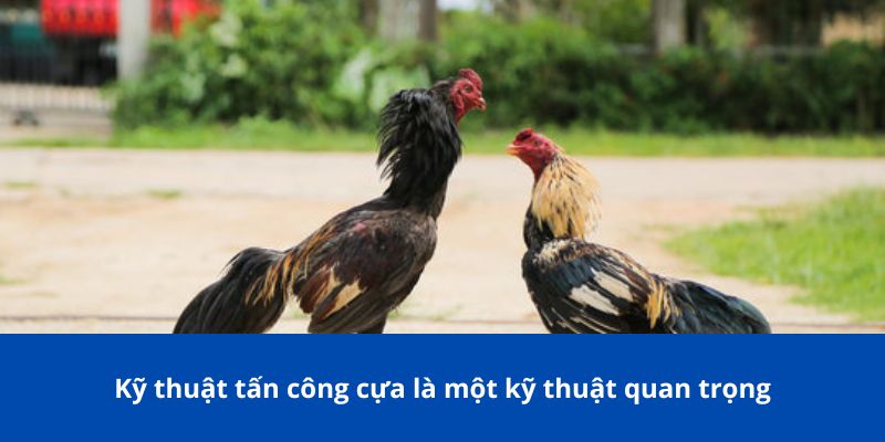Các Thuật Ngữ Đá Gà Mà Người Chơi Cá Cược 77Bet Cần Biết 4 Kỹ thuật tấn công cựa là một kỹ thuật quan trọng