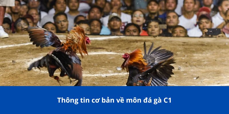 Đá Gà C1 – Tất Cả Những Điều Bạn Cần Biết Trước Khi Tham Gia 2 Thông tin cơ bản về môn đá gà C1