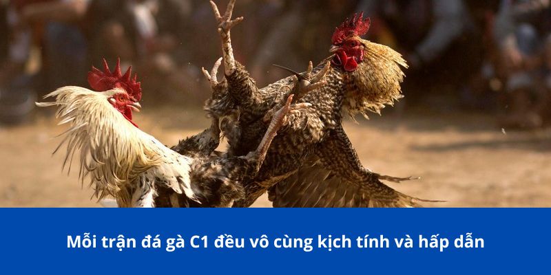 Đá Gà C1 – Tất Cả Những Điều Bạn Cần Biết Trước Khi Tham Gia 3 Mỗi trận đá gà C1 đều vô cùng kịch tính và hấp dẫn
