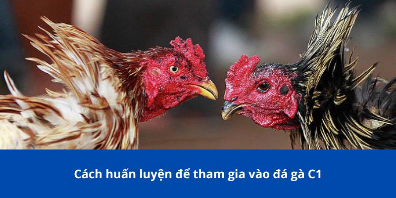 Đá Gà C1 – Tất Cả Những Điều Bạn Cần Biết Trước Khi Tham Gia 4 Cách huấn luyện để tham gia vào đá gà C1