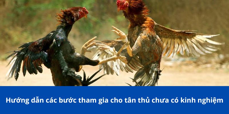 Đá Gà Online Hay Tại 77Bet – Trải Nghiệm Cá Cược Chưa Từng Có 3 Hướng dẫn các bước tham gia cho tân thủ chưa có kinh nghiệm