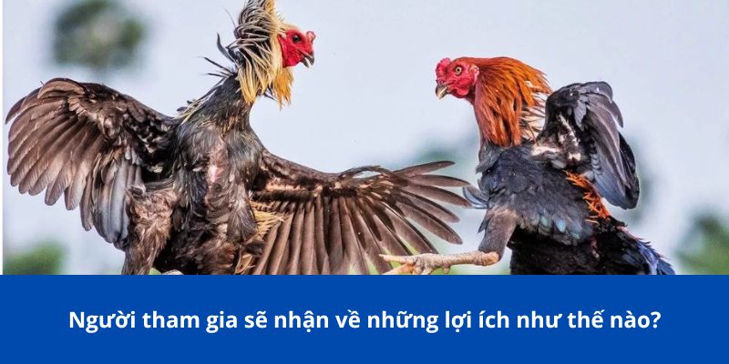 Đá Gà Online Hay Tại 77Bet – Trải Nghiệm Cá Cược Chưa Từng Có 4 Người tham gia sẽ nhận về những lợi ích như thế nào?