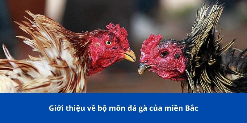 Luật Đá Gà Miền Bắc Tại 77Bet - Kê Thủ Nên Nắm Rõ Để Chơi 2 Giới thiệu về bộ môn đá gà của miền Bắc