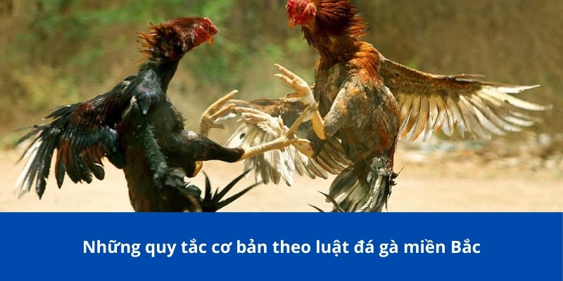 Luật Đá Gà Miền Bắc Tại 77Bet - Kê Thủ Nên Nắm Rõ Để Chơi 3 Những quy tắc cơ bản theo luật đá gà miền Bắc