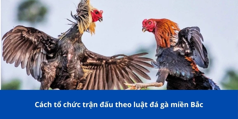 Luật Đá Gà Miền Bắc Tại 77Bet - Kê Thủ Nên Nắm Rõ Để Chơi 4 Cách tổ chức trận đấu theo luật đá gà miền Bắc